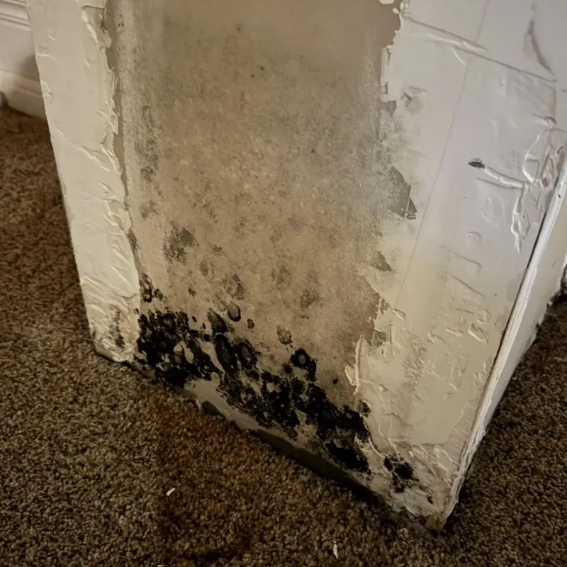 Professional Mold Removal in Schriever, LA